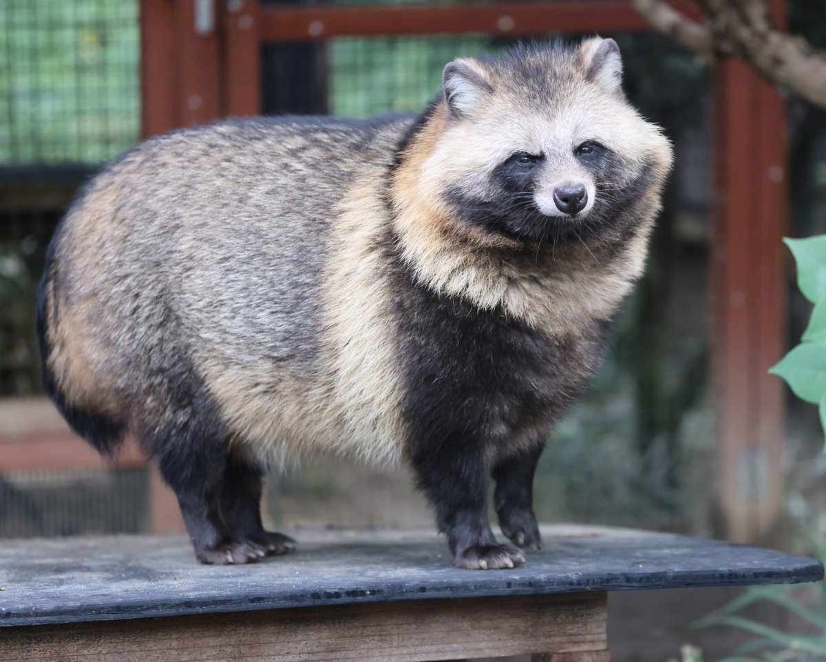 もふもふムチムチの 大五郎✨✨

＃のんほいパーク　＃ホンドタヌキ