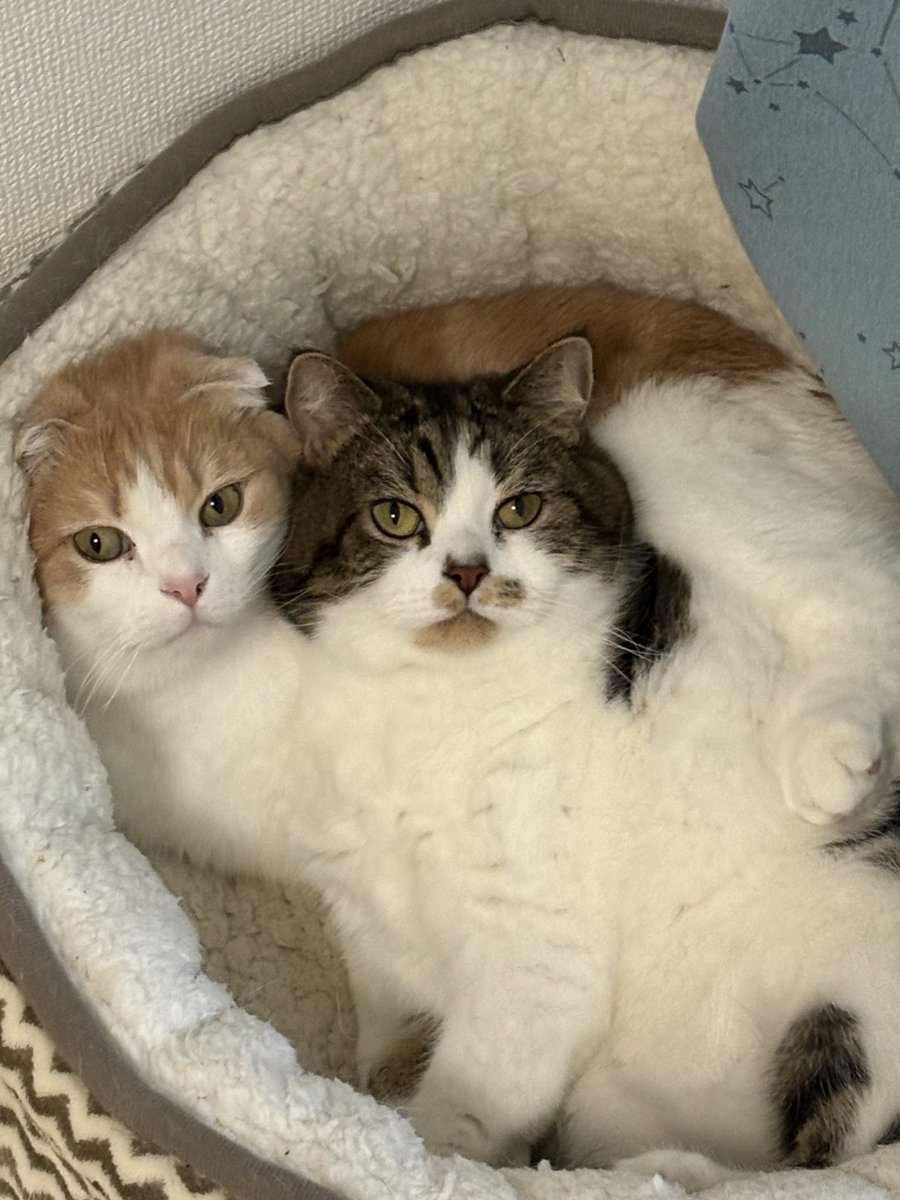 2匹でぬくまる季節がやってきました