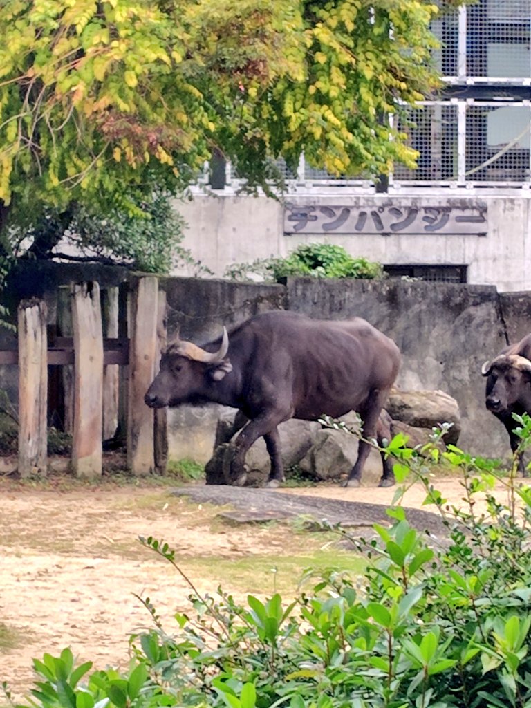 ヤマネとチンパンジー ヤマネとチンパンジー