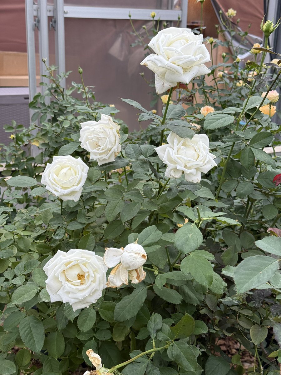 5ロアもらいます🌹