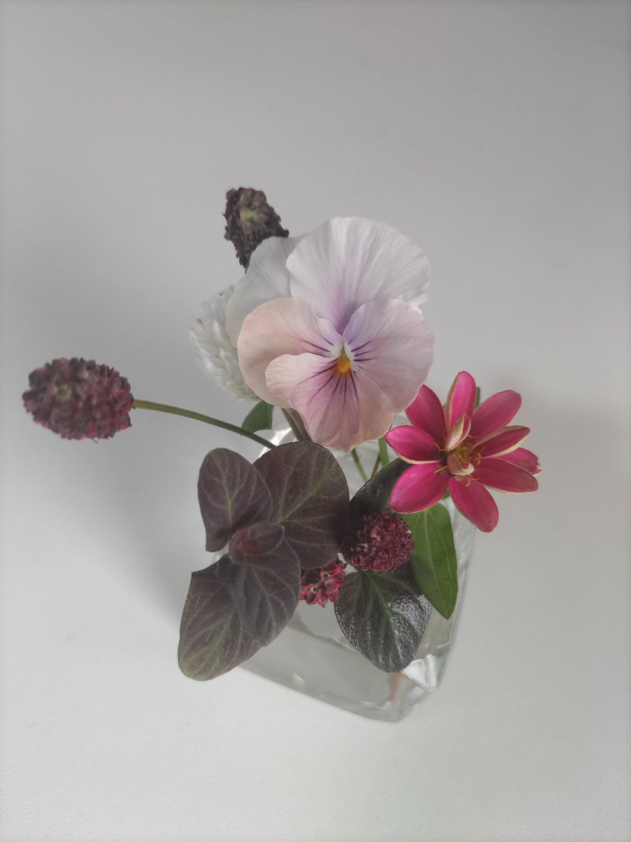 ハスの蕾 淡い緑色とピンク色 ハスの蕾 淡い緑色とピンク色