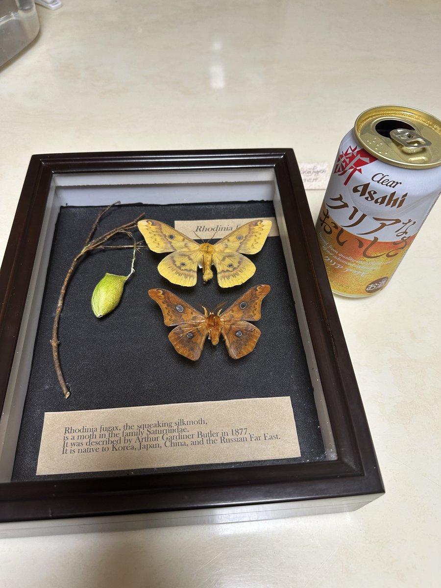 うつせみ標本屋 (@0111Swk) / Posts / X