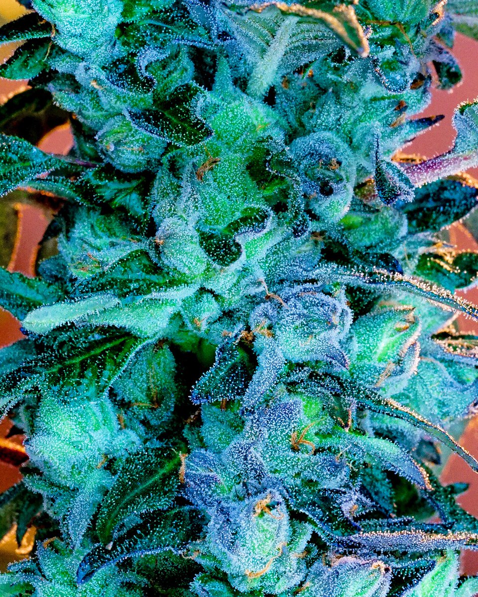 Aqua Gushers Cherry Pie Kush Breath #geneticdesigns #geneticdesigner