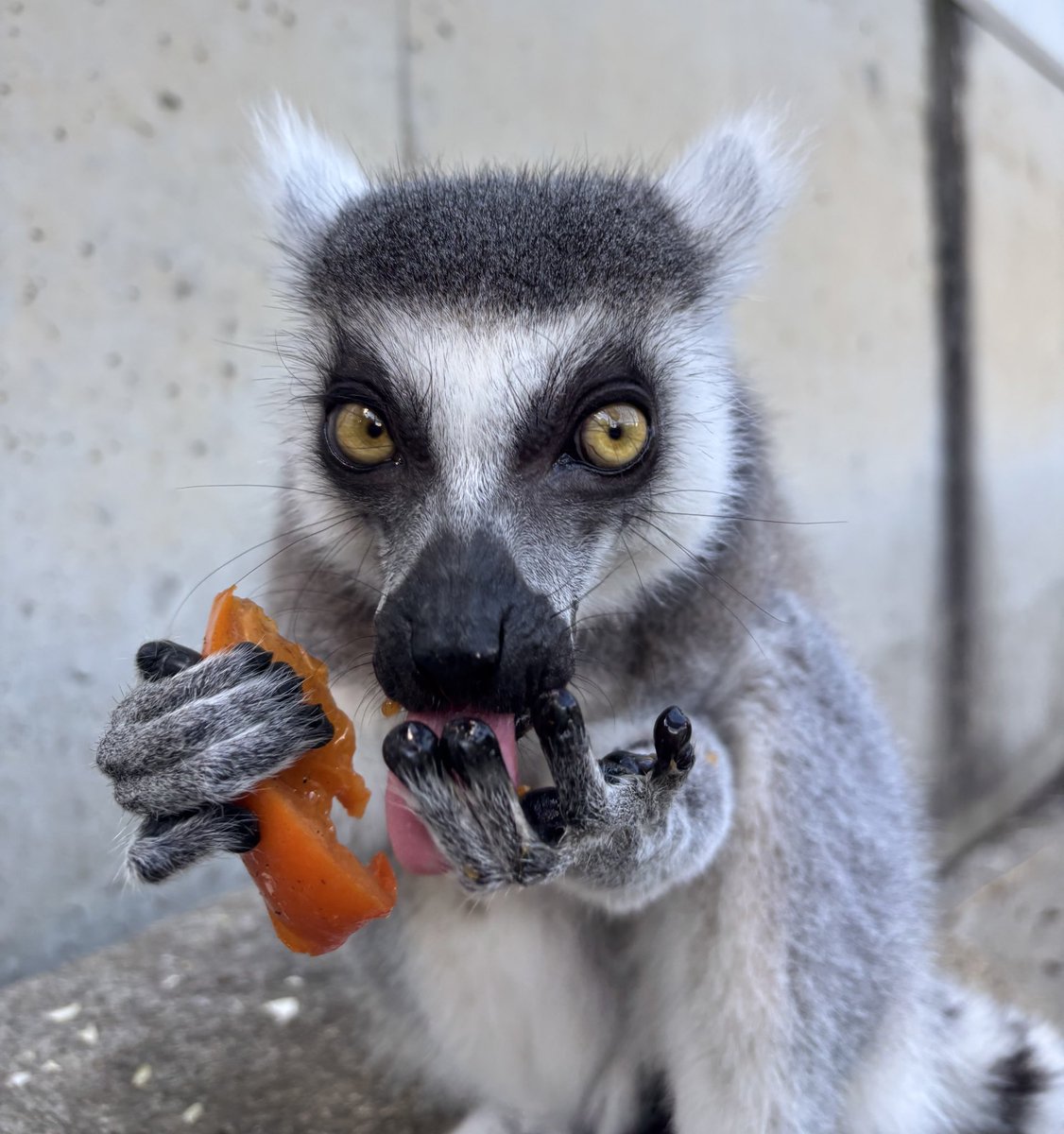 ワオキツネザル