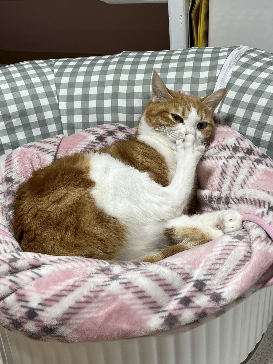 손가락 쭙쭙 
무슨 요람 속 애기같아서 귀여워