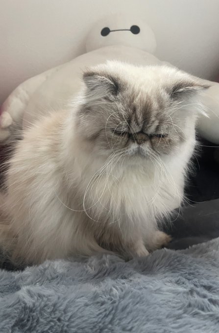 おれのメイド。のツイート