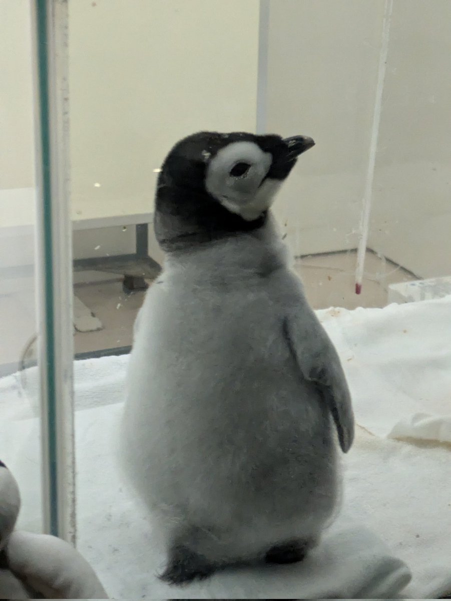 Tonoji's tweet photo. コウテイペンギンの赤ちゃん見に和歌山へ。10週位したけれどカメラ欲しくなる https://t.co/jeiqCvULmV