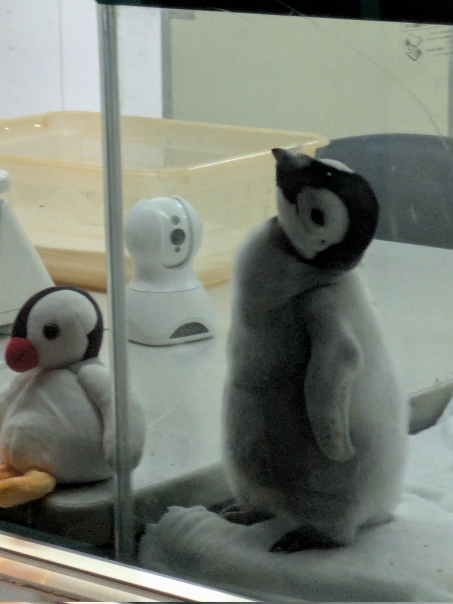 Tonoji's tweet photo. コウテイペンギンの赤ちゃん見に和歌山へ。10週位したけれどカメラ欲しくなる https://t.co/jeiqCvULmV