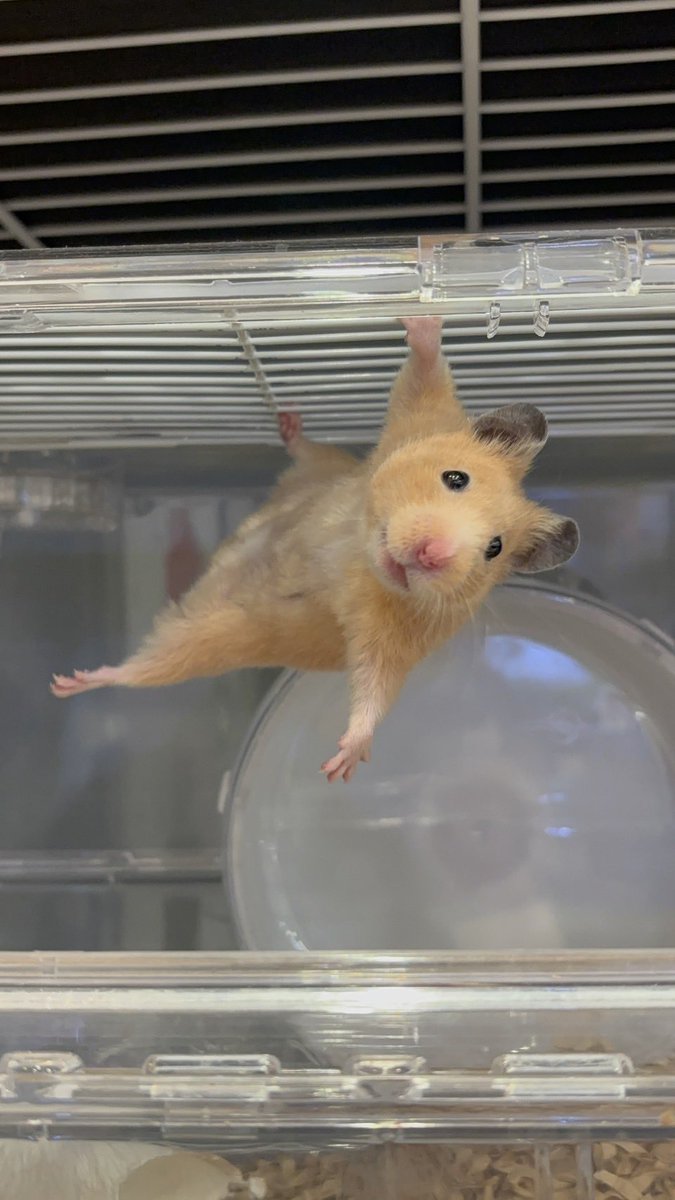 こんっなたくましいママハムいるかね💪？

#ふるくる #シリアンハムスター #スキニーハムスター #長毛ハムスター
