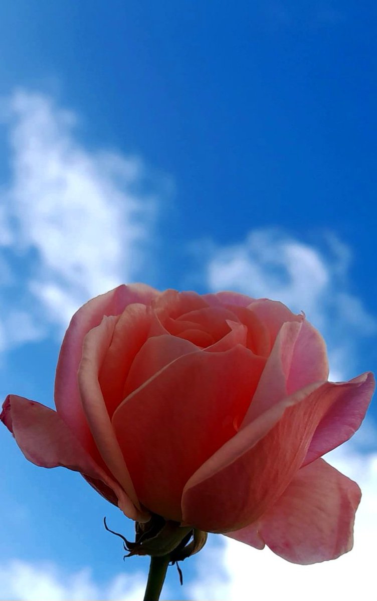 "I sentimenti che vorrei avere
all'ora della mia morte
si riassumono in questo:
pensare che vado a scoprire
la Tenerezza.
È impossibile che Dio mi deluda...
Andrò da lui e gli dirò:
non mi vanto di nulla,
se non di aver creduto
nella tua bontà."

Auguste Valensin

#2novembre