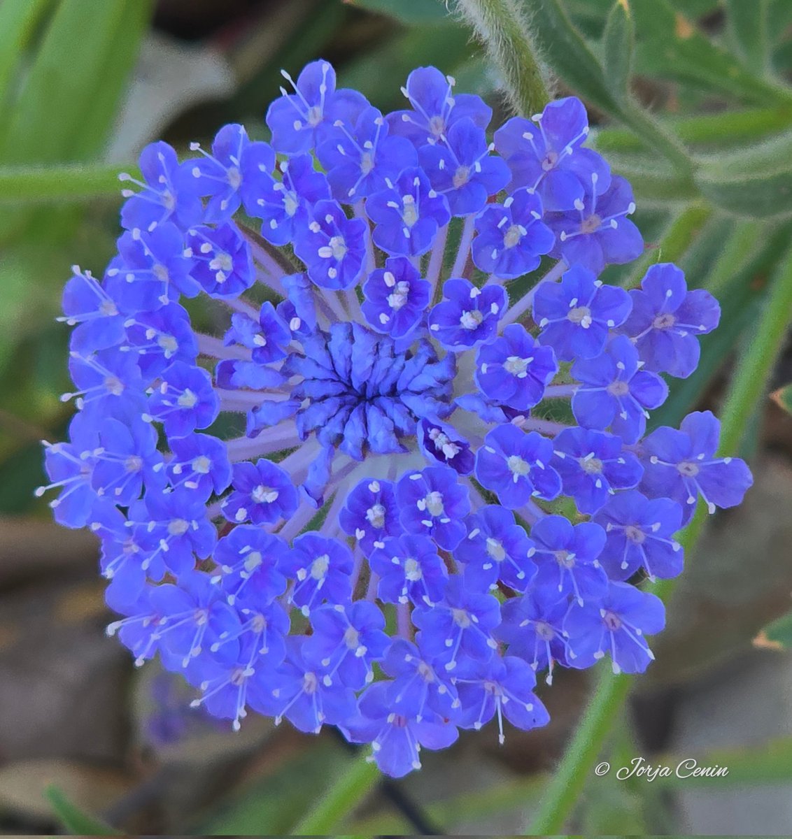 Trachymene coerulea - Rottnest Island Daisy 💙 #wildflowerhour #flowers #beautiful