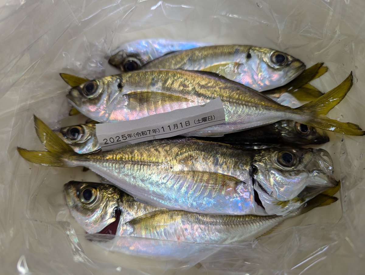 oni03's tweet image. 博多湾のアジも少しずつ大きくなりました