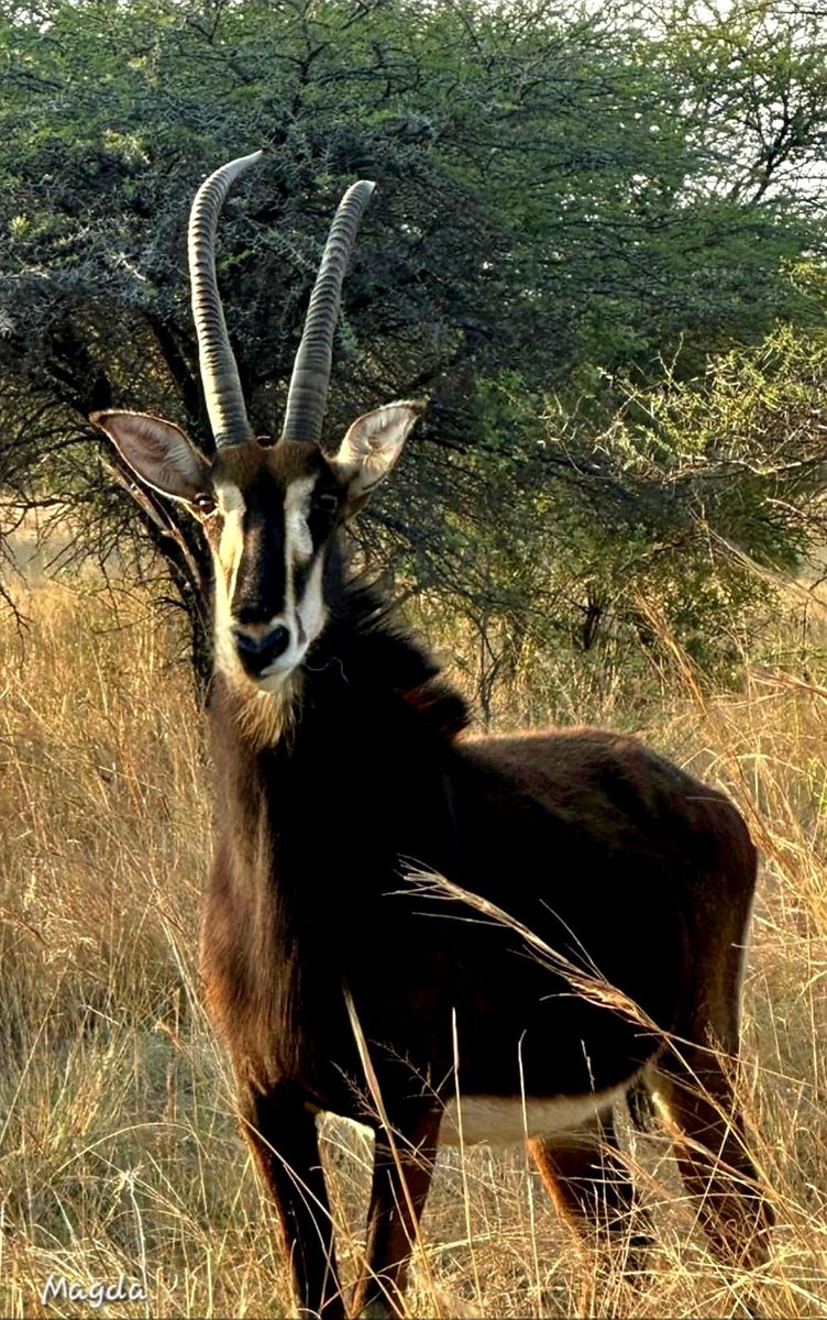 MagdaVenterT's tweet image. Die laaste ding wat die duiwel wil hê ons moet doen, is om God en die Bybel te volg. Dit is hoekom ons moet bid. God hoor ons gebede en Hy sal die vyand se planne verbreek, sodat ons geestelike oorwinning mag hê.
Goeiemôre, seënwense🙏🏻