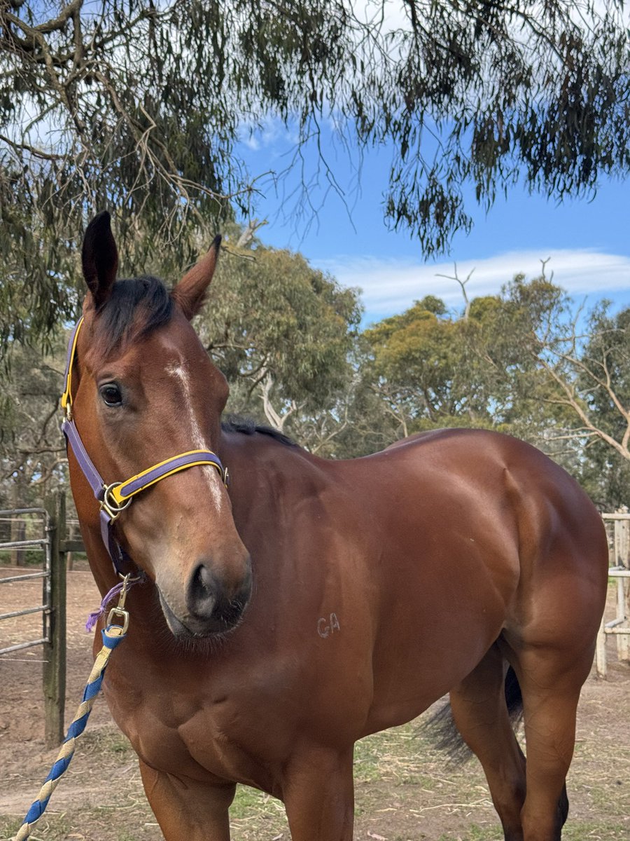 Eternal Darkness, tightened up super since his first up run, ready to run a bold race Tuesday 💜💙💛