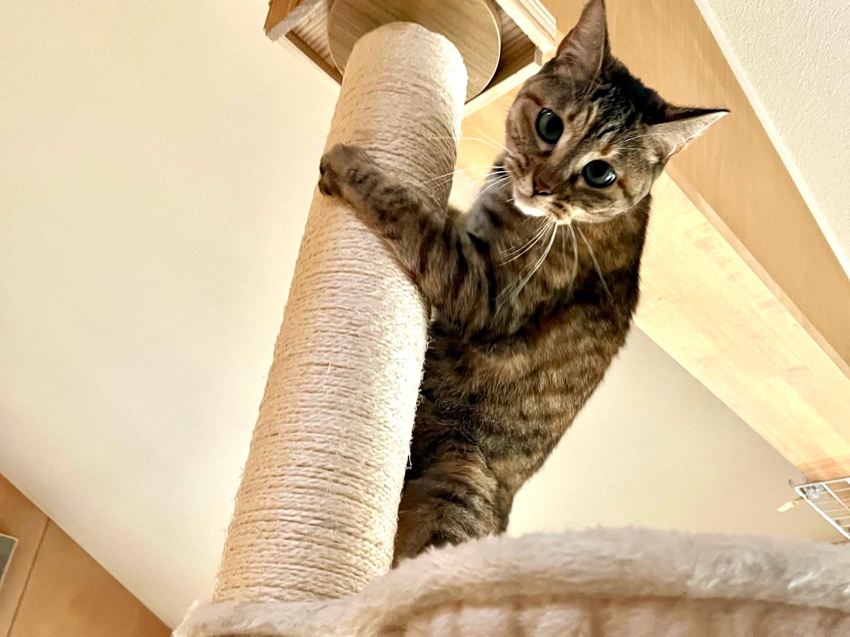 👒麦わらねこViviさん (@chibikiji) / Posts / X