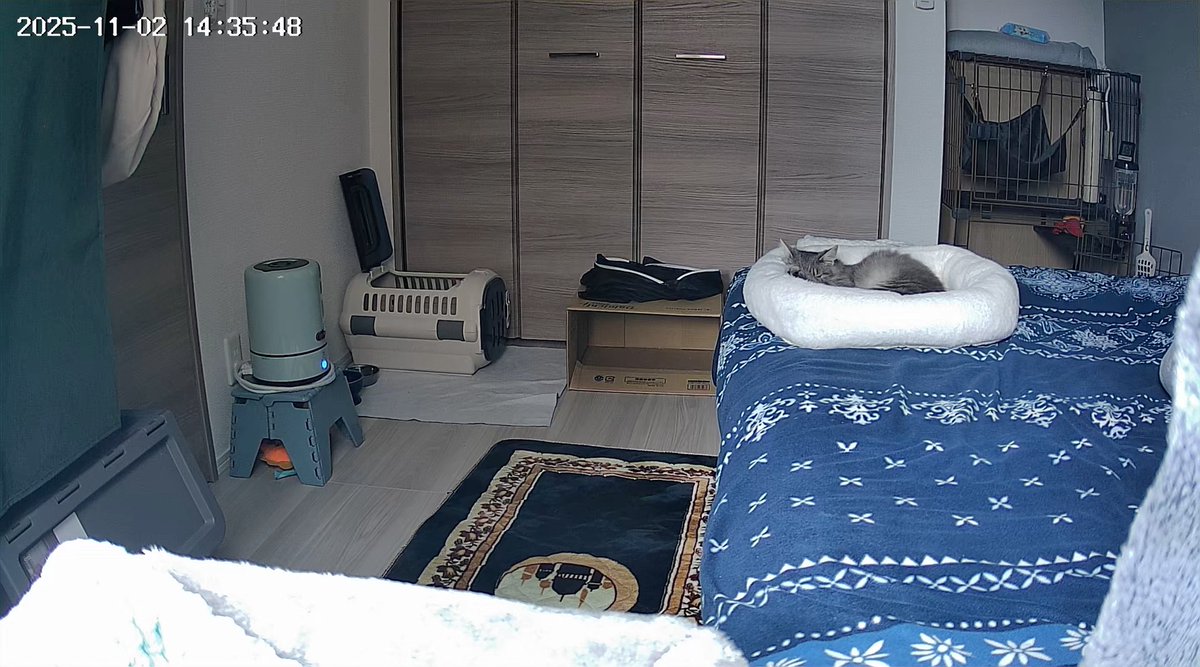 ケージの中だと使ってくれなかったお布団、天日干ししてベッドの上に置いたら使ってくれたわー😇