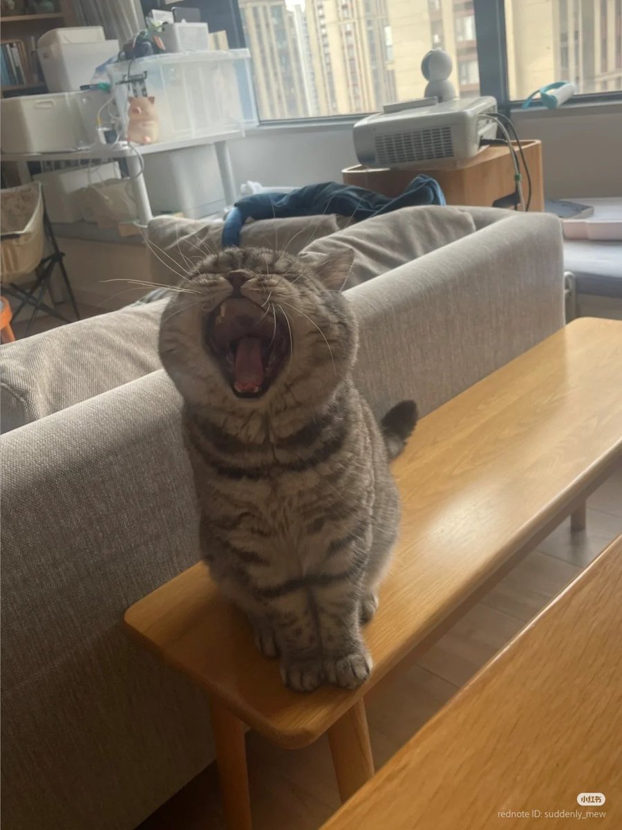 nocontextscats's tweet image. AAAAAAAAAAAA