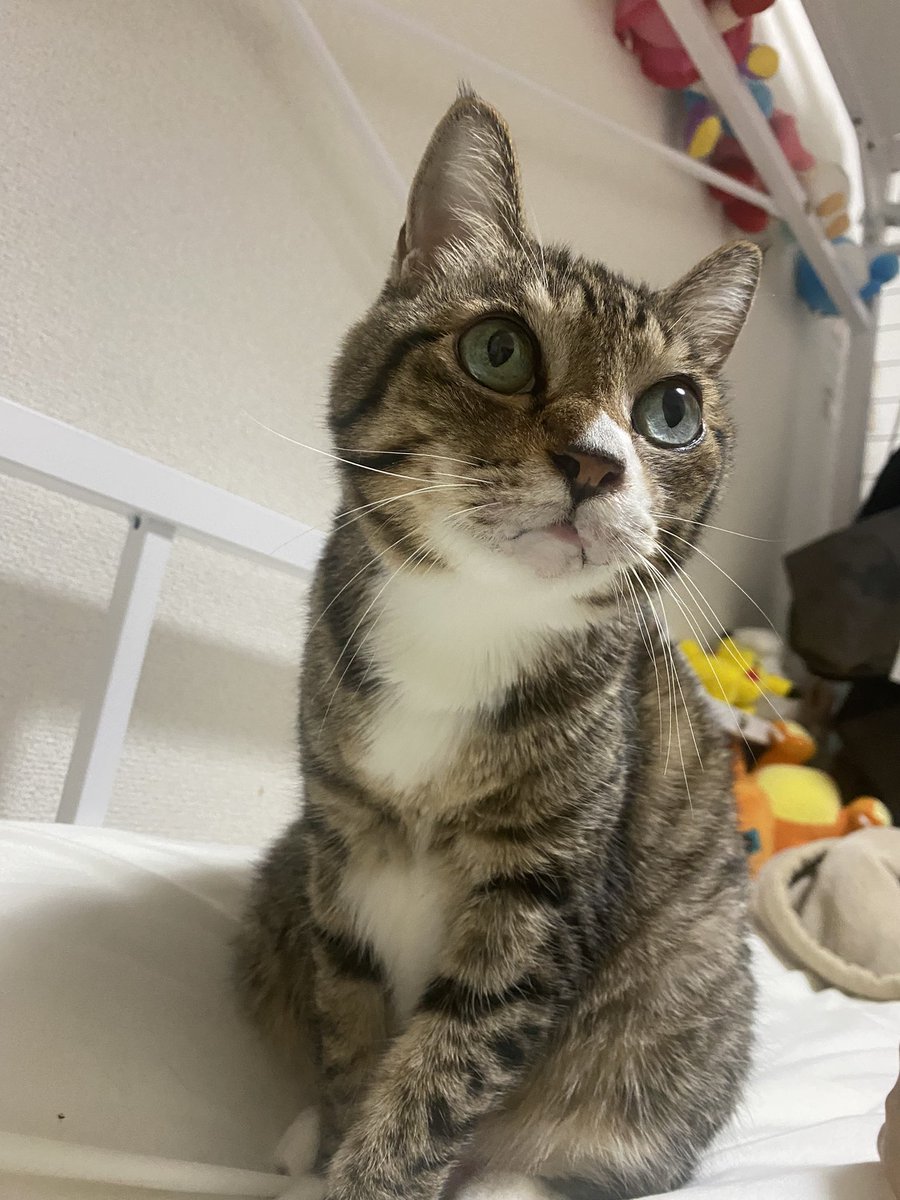 コハル@人間不信/FFさんは別 on X