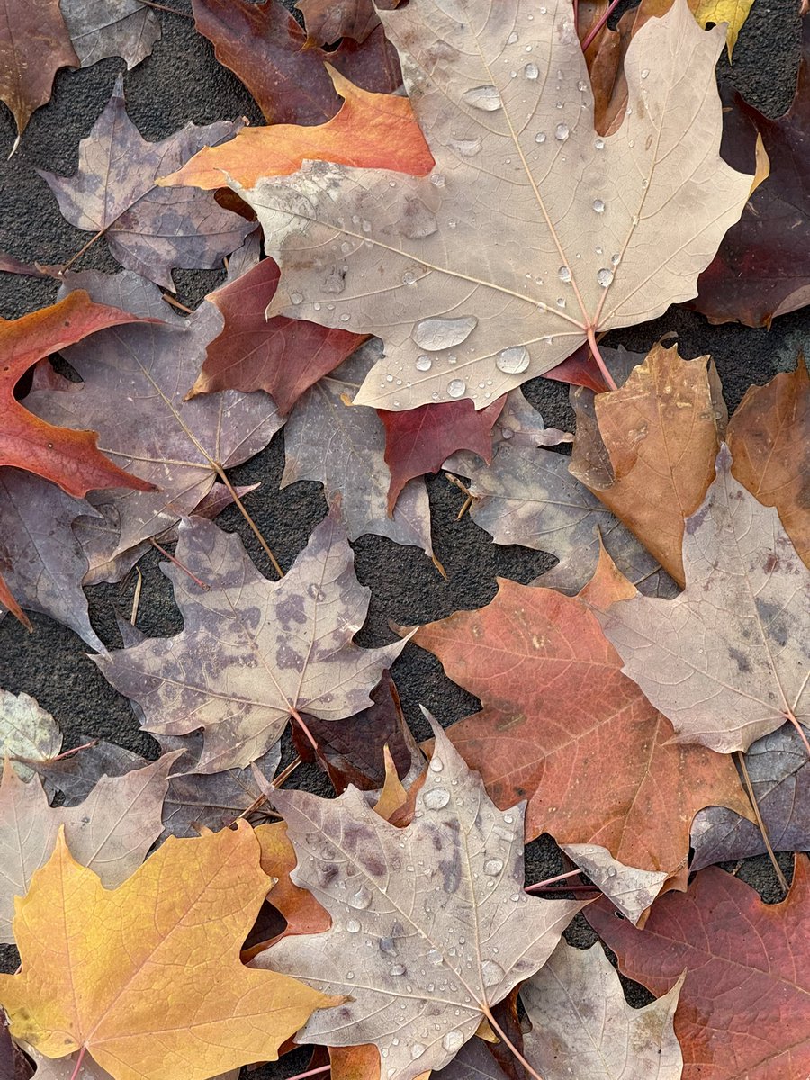 marab1tch's tweet photo. Gray November… https://t.co/oY2homAFyx