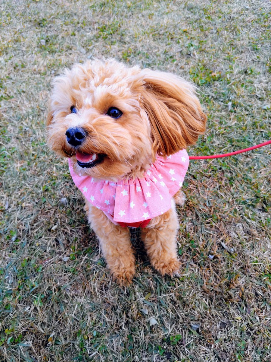 ChaCha Chocolat 犬用スタイ&ハンドメイド雑貨 on X