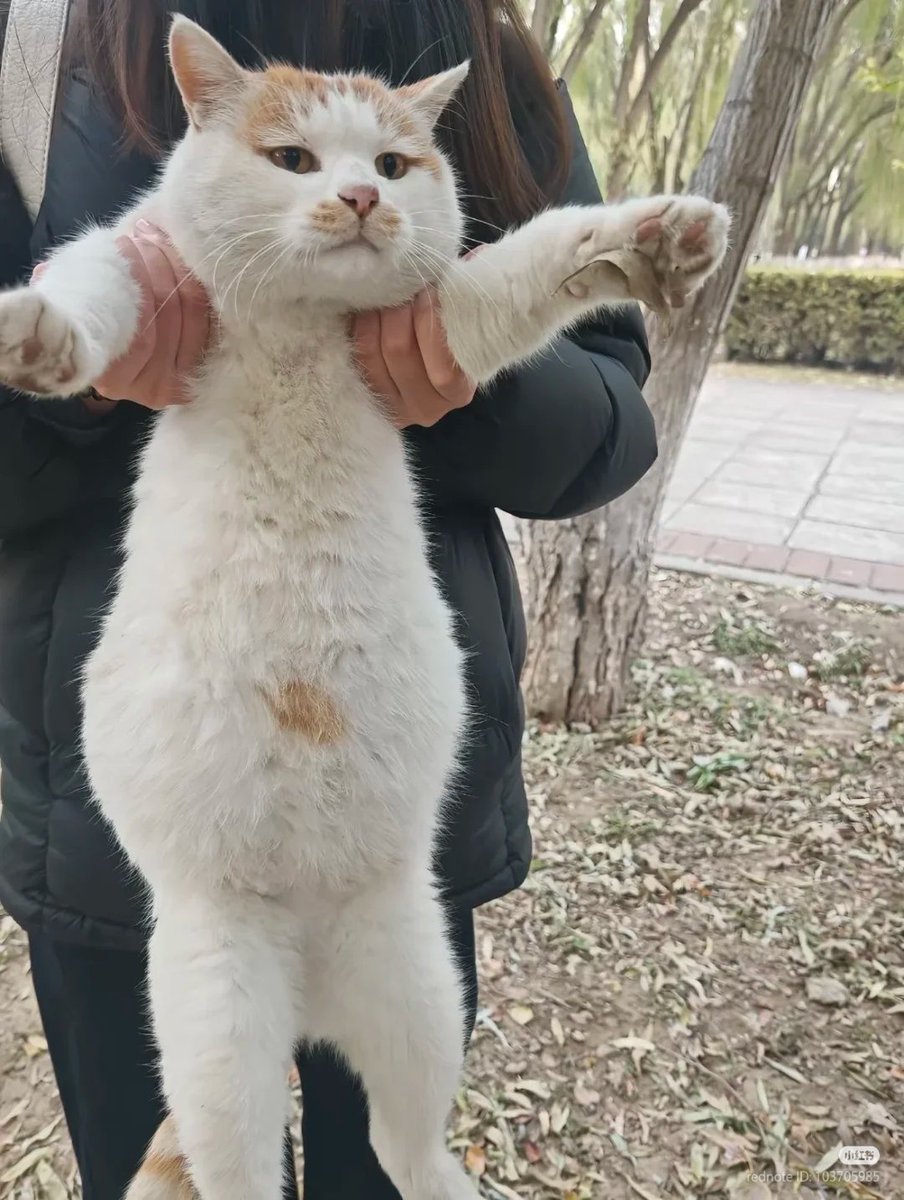 nocontextscats's tweet image. FULL OF SOUP