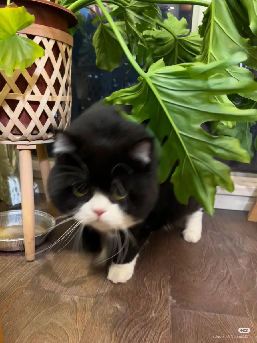 nocontextscats's tweet image. 🐄