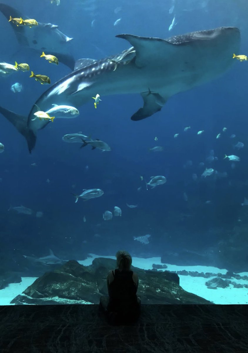 𝚜𝚌𝚘𝚞𝚝.𓆝 tweet media