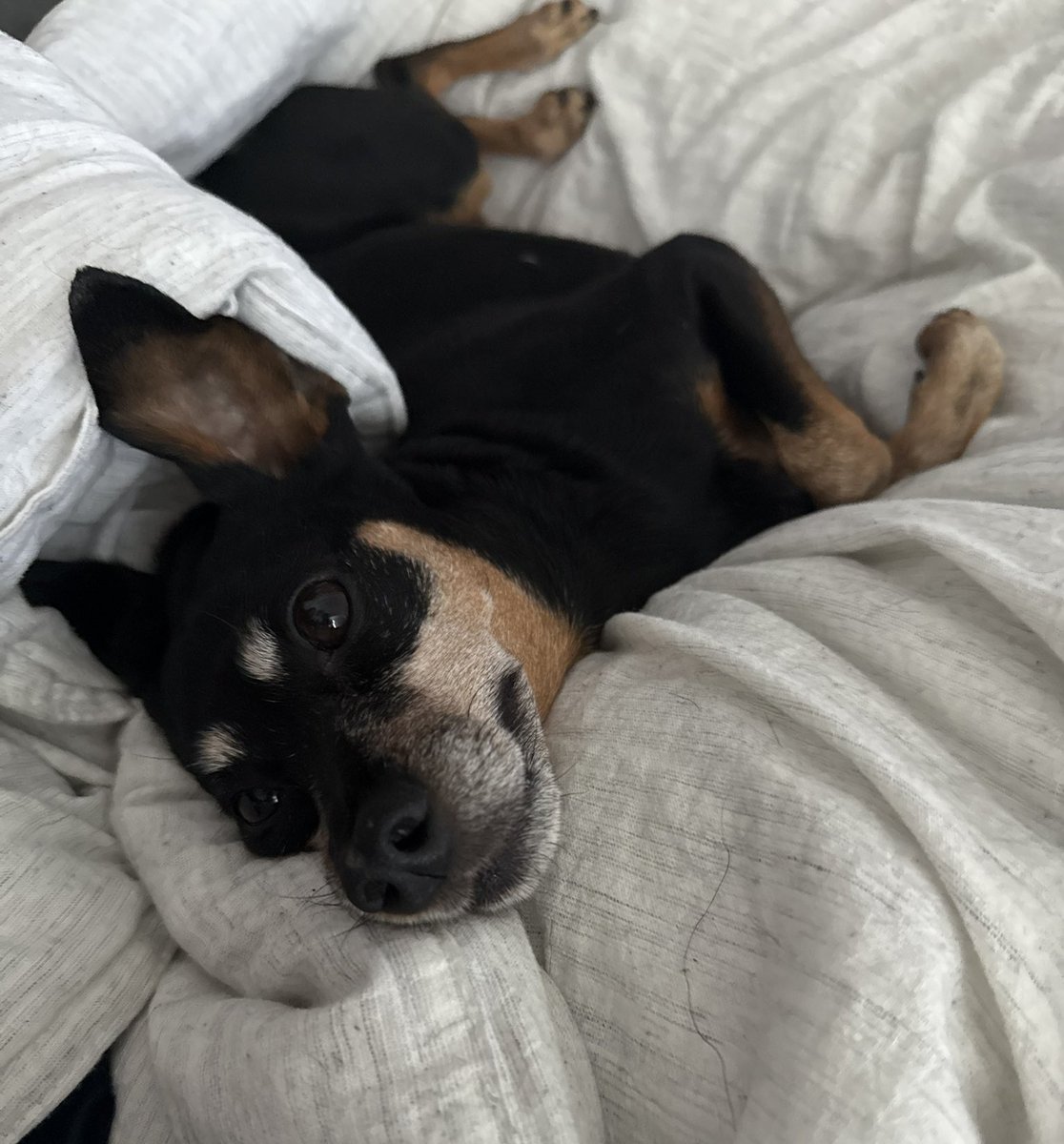 cgarettes's tweet image. Making time for me. ofc with my Lori too. happy sunday🤘