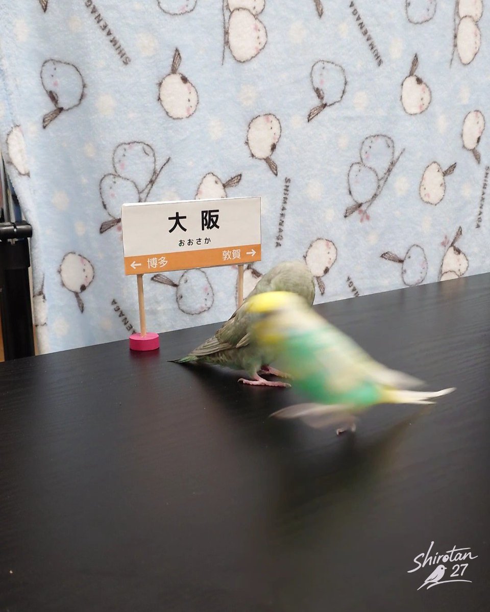 チルちゃんの前を通り過ぎる残像プリンちゃん🐤💨💨💨
x.com/shirotan27/sta…