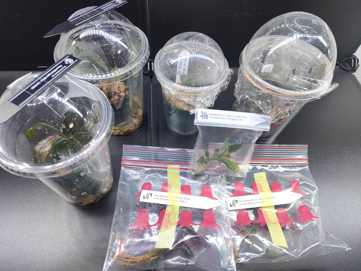 キボーデコ on X