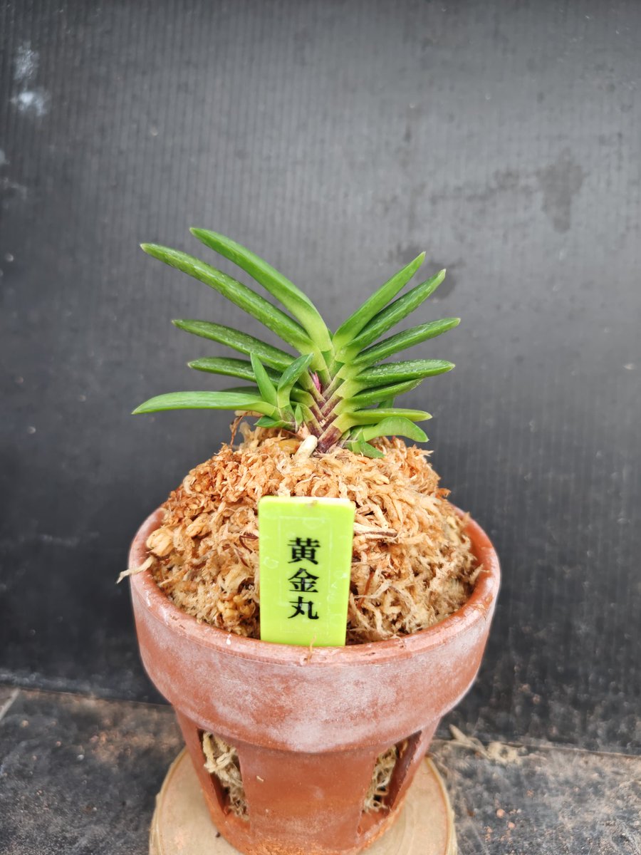 富貴蘭　至楽 富貴蘭「紅雀」の花｜KJ Morison