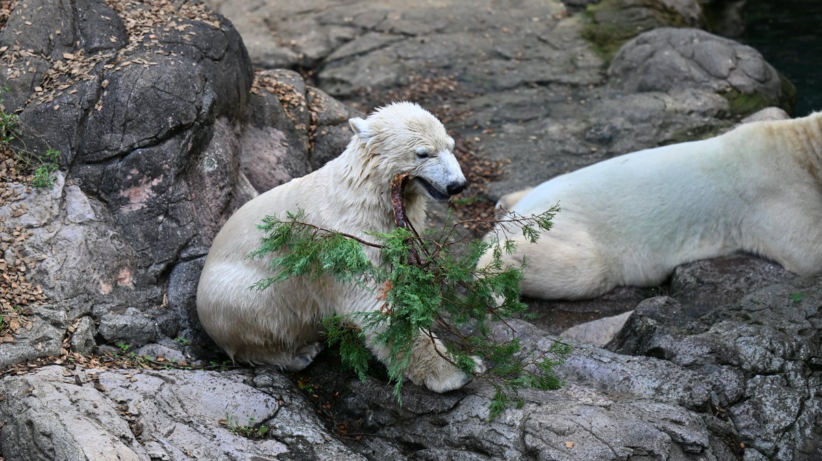 ぱんだぱんち🫙 (@G7qDy6Dbu6X9YTn) / Posts / X