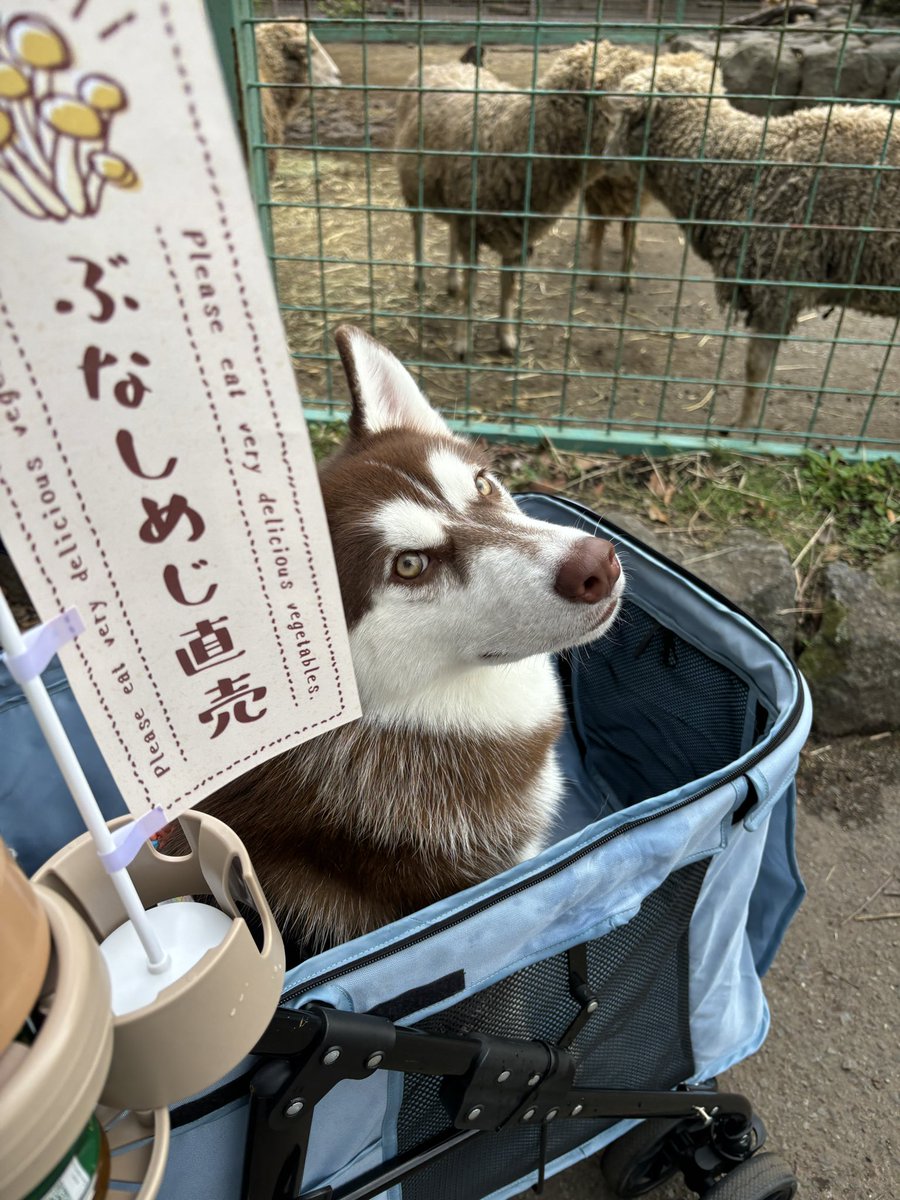 ふくまる出品 ふくまる＋ぶな＝ (@fukumaru_buna) / Posts / X