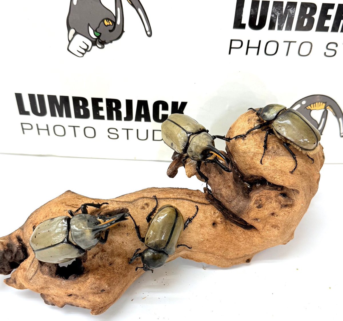 コロ助(偽物) (@Iqs7HA9ImDptz4D) / Posts / X