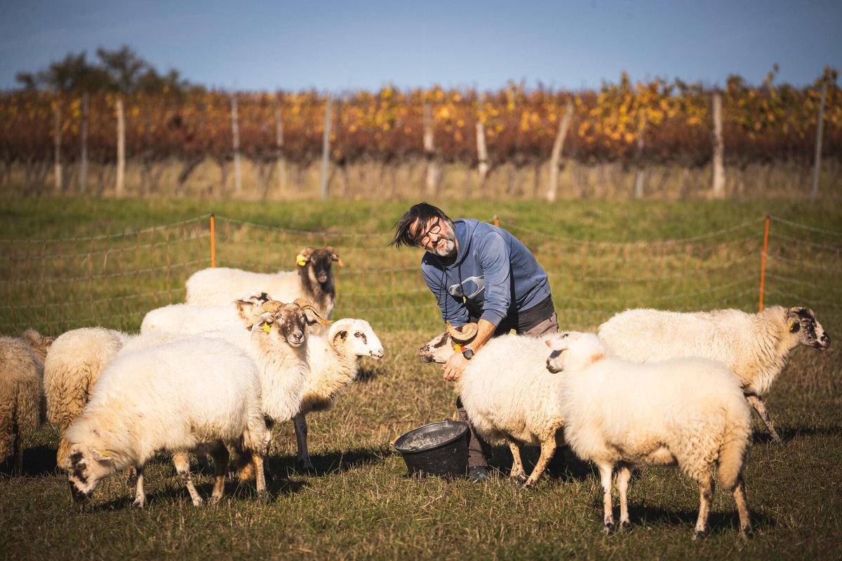 Crise dans le Bordelais : le chemin douloureux de la reconversion des vignerons
➡️ l.leparisien.fr/2EEw