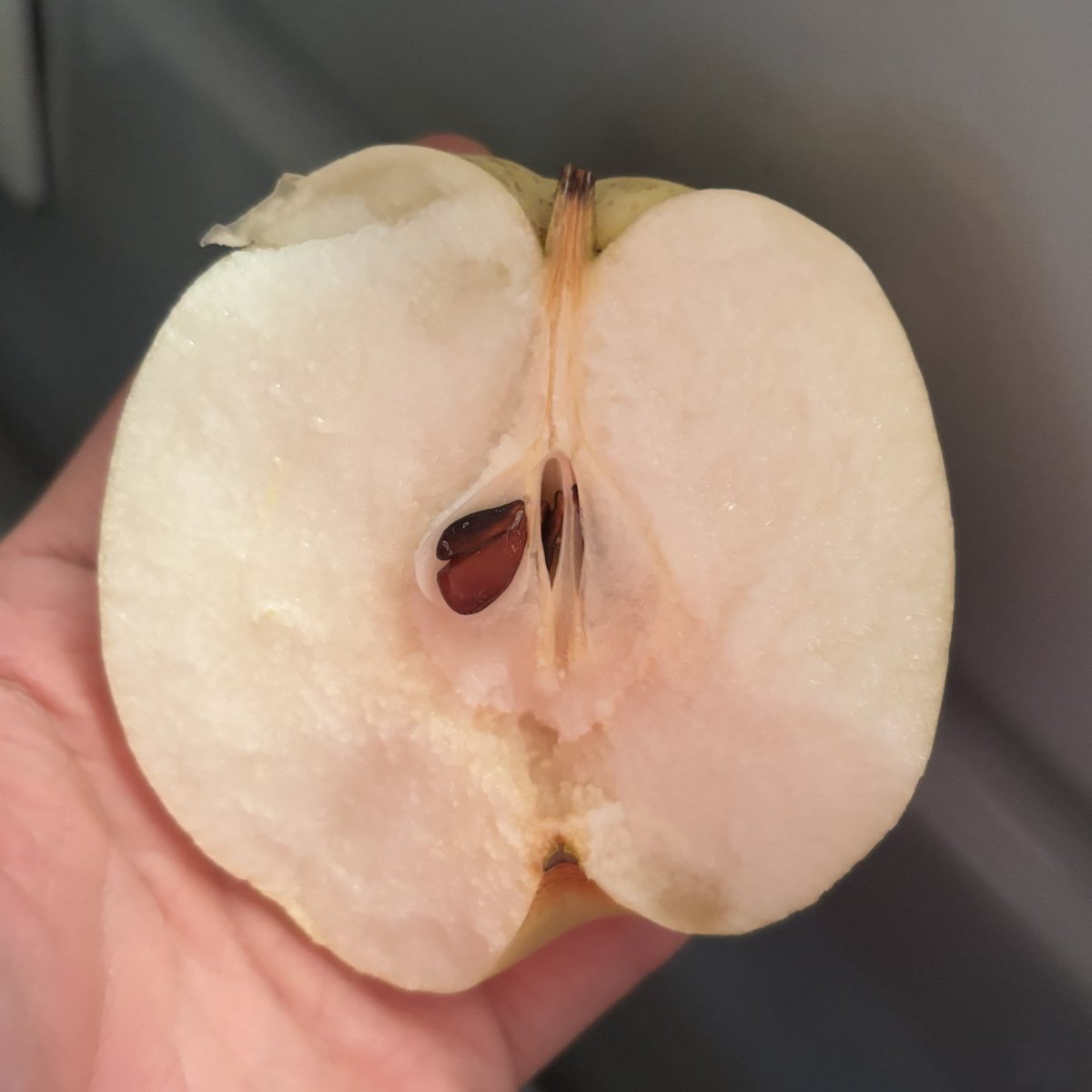 梨嬉ページ 楽天市場】新興梨 新興 貯蔵梨 梨 なし ナシ 秀品以上 選べる内容量