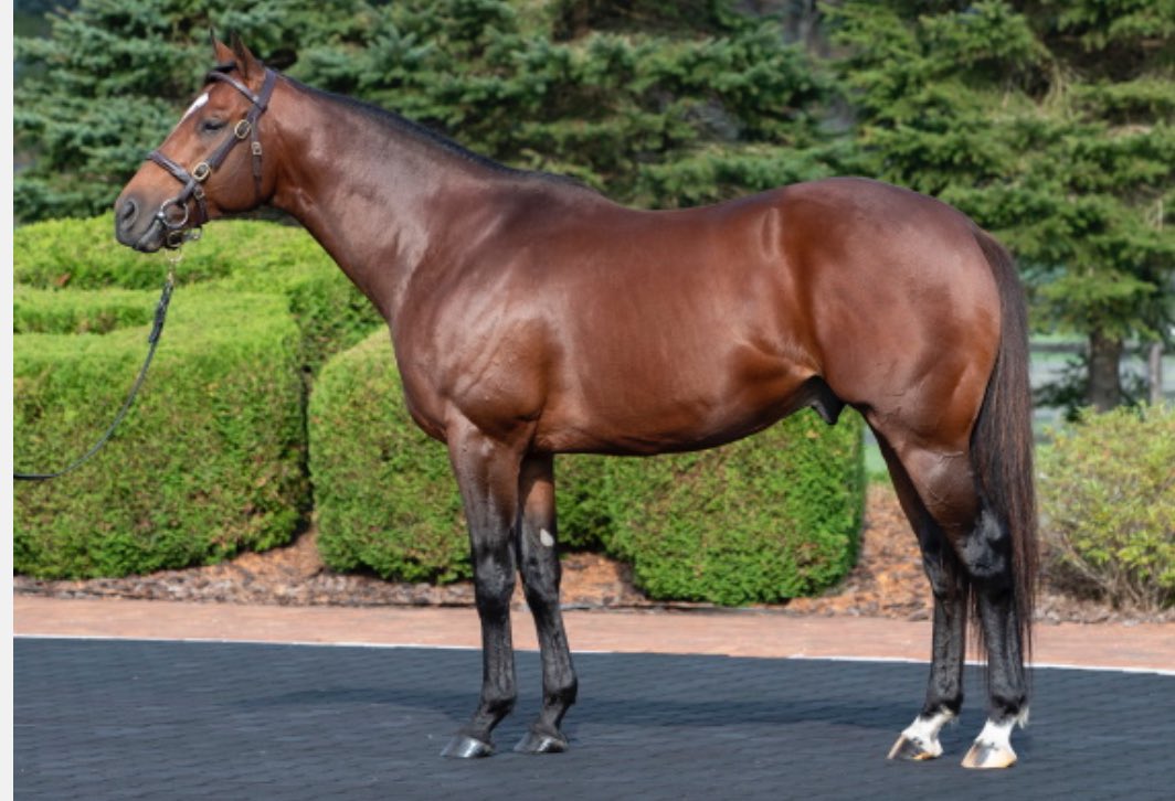 ウィッティングハム ウィッティングハム ウィッティングハム (Whittingham) | 競走馬