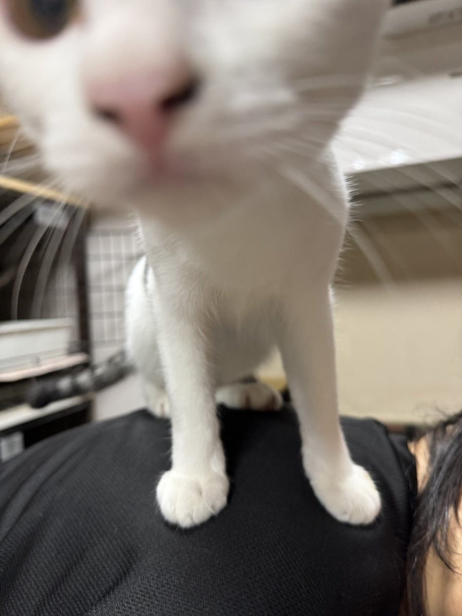 クロ🐾𓏲𓎨 (@zx400g) / Posts / X