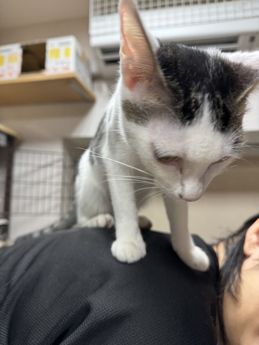 クロ🐾𓏲𓎨 (@zx400g) / Posts / X