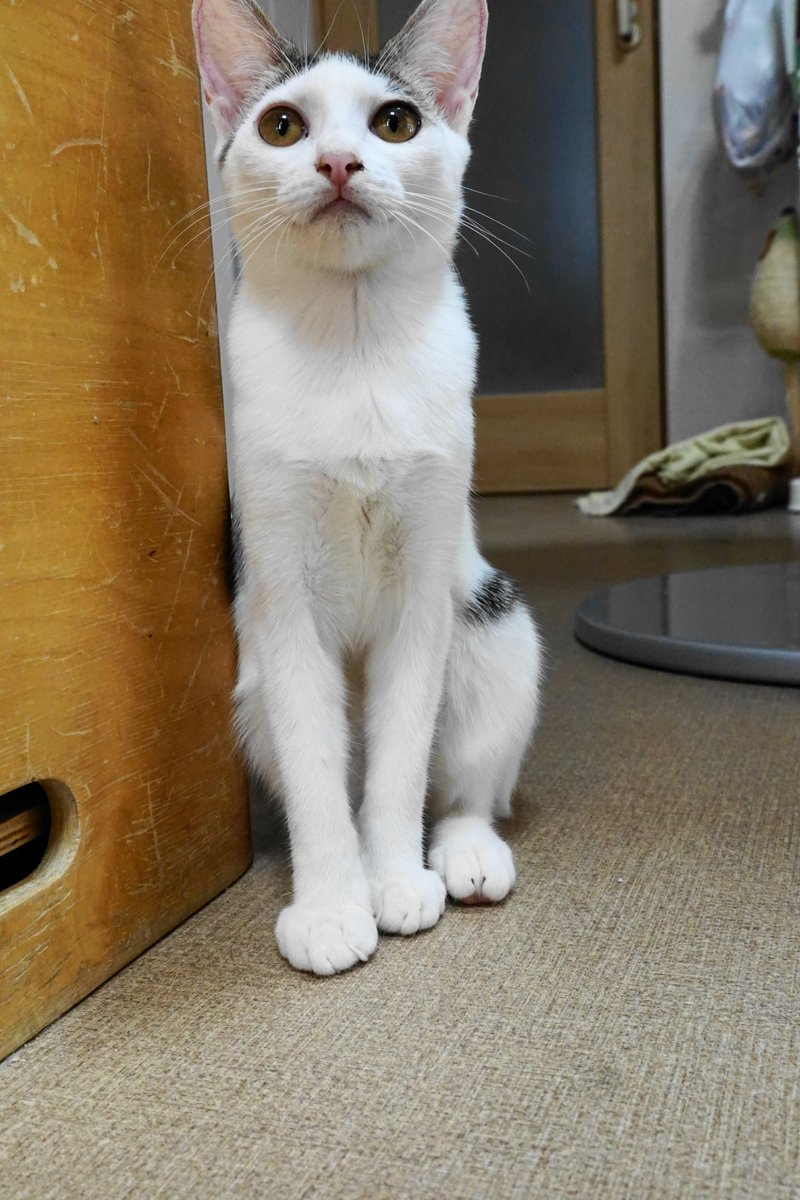 クロ🐾𓏲𓎨 (@zx400g) / Posts / X