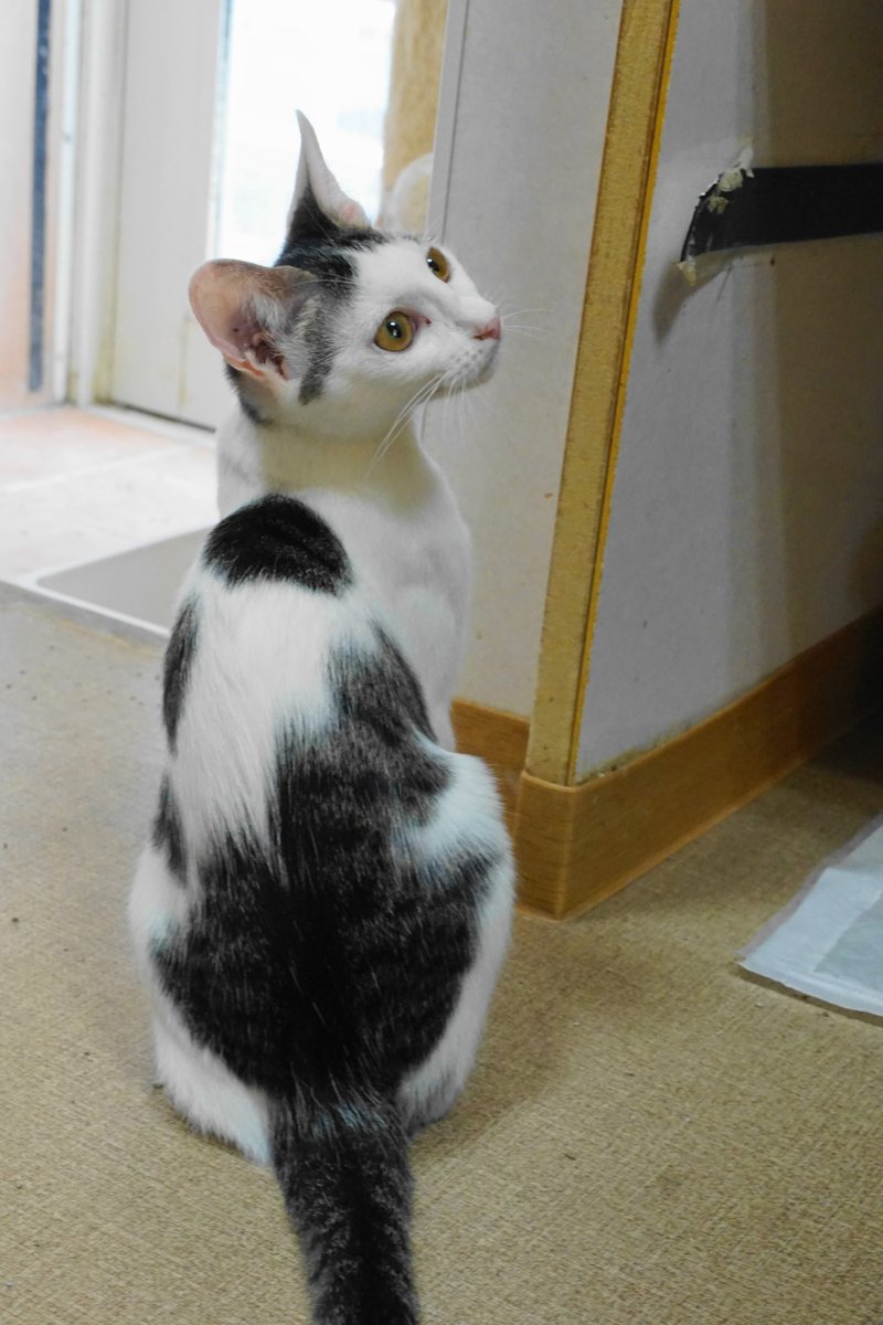 クロ🐾𓏲𓎨 (@zx400g) / Posts / X