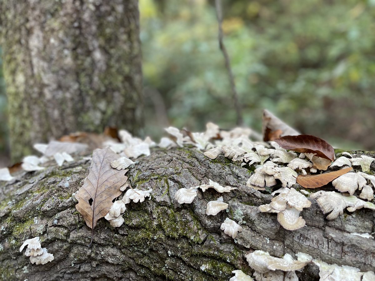 dotori 도토리 🌰💰 merchant NPC vtuber (@dotori_NPC) / Posts / X