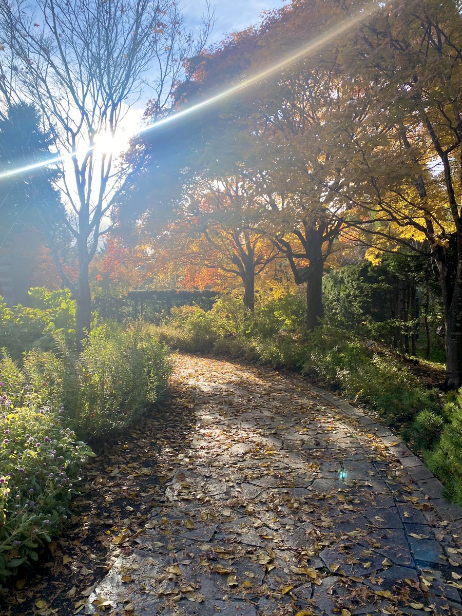 chaaaaan_maiko's tweet photo. 百合が原公園、紅葉が綺麗だった🍁
先週オープンした #LiLiLi は大盛況だったのでコーヒーだけ買ってみた☕️
フォカッチャはまた今度かな☺️ https://t.co/9Xa01dC3Ii