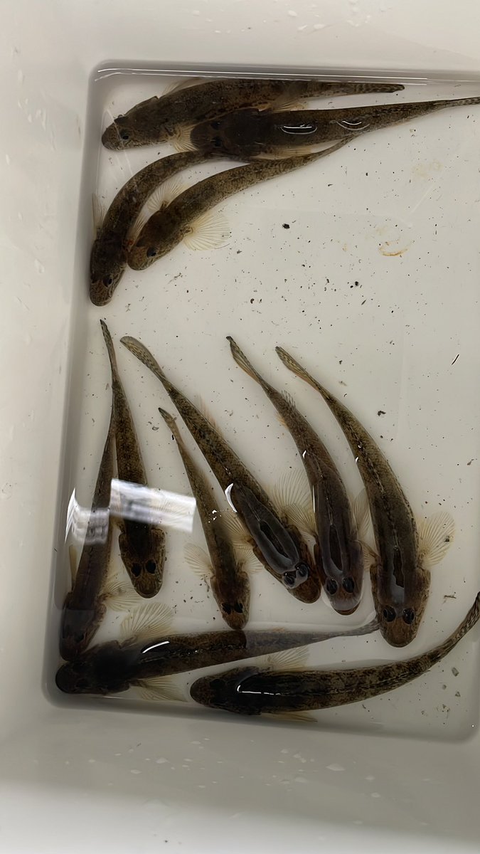 М.様 z*m様 ガンプラまとめ売り レアキット等有（中華プラモ） 合計11体