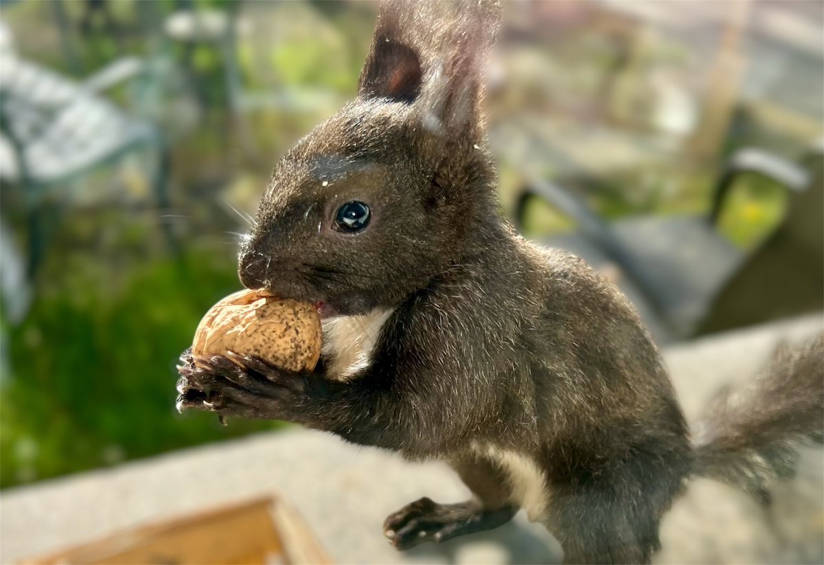 Guten Morgen ihr Lieben. Es sind wieder frische Sonntagshörnchen eingetroffen. Wünsche euch einen schönen Sonntag 🥰
#eichhörnchen #eichhörnchenliebe #squirrel #tiere #animal #tier #animals #squirrels #nüsse #sonnenblumenkerne #wildlife #garten #hörnchen #puscheltier #iPhone16Pro