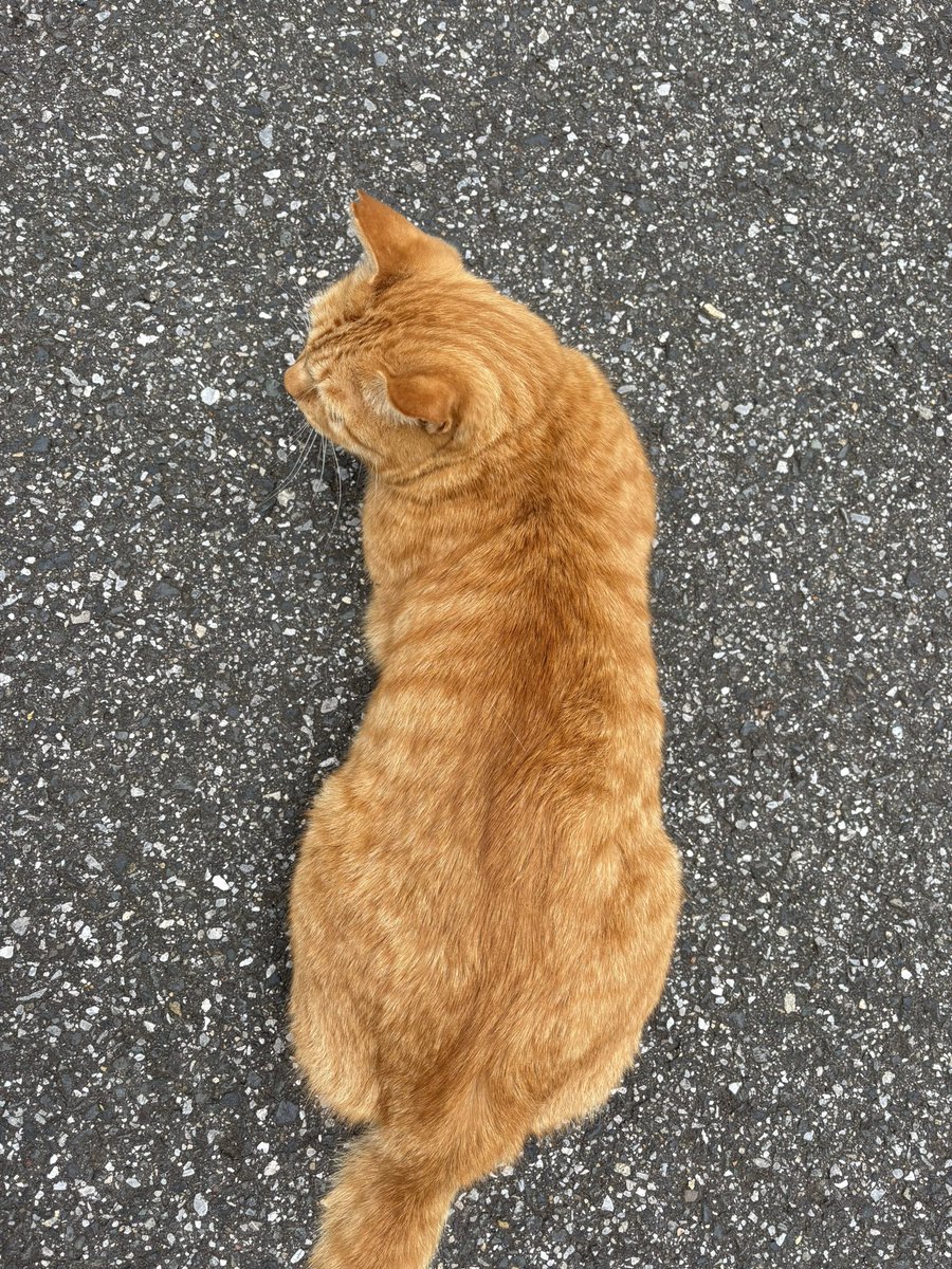 確認ページ♡レディ＆にゃんこ にゃんこ(固定読んでください) on X