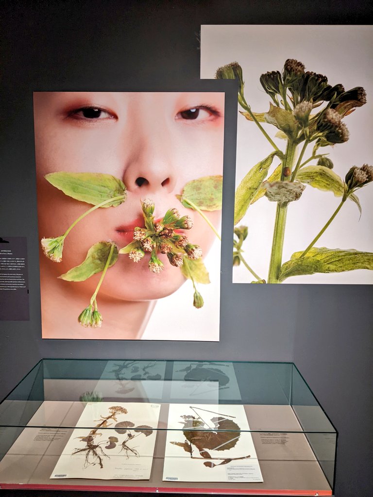 肉質画　【花】サインあり ゆういち (@u1kstn) / Posts / X