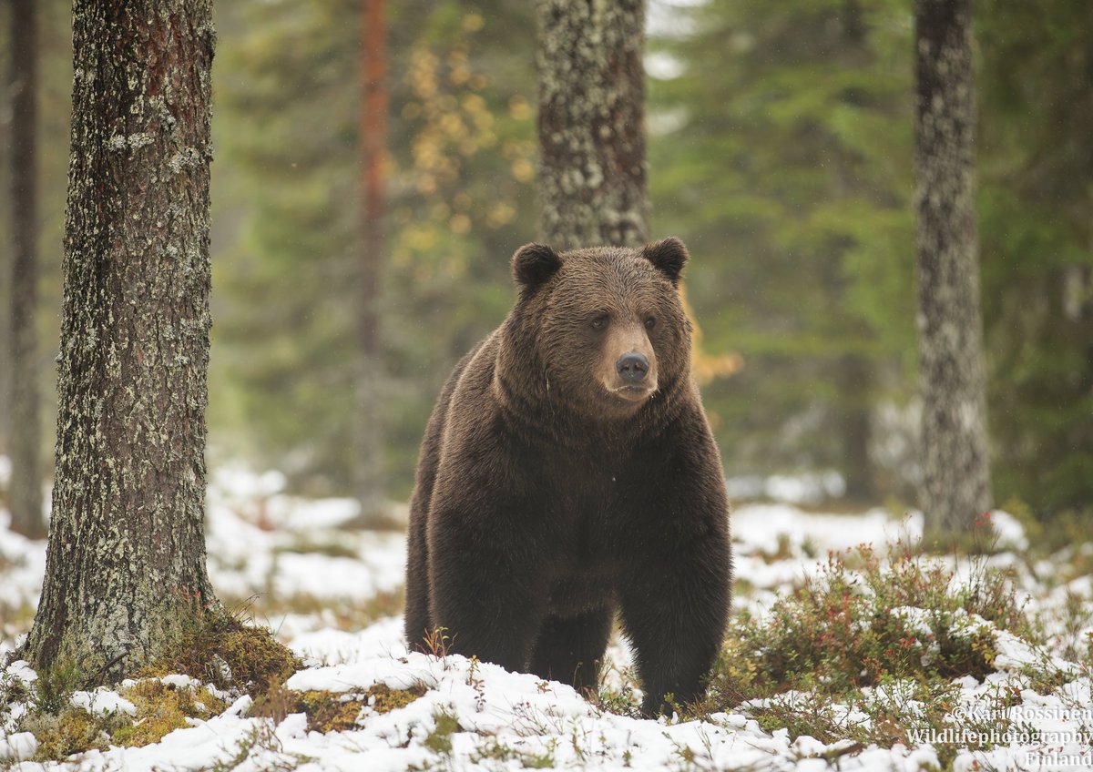 Ensilumella karhu vielä useasti liikkeellä.