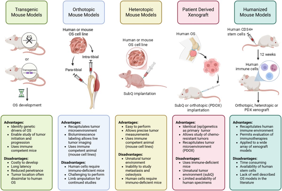 Wiley_CancerRep's tweet image. Haney &amp;amp; Holstein reviewed advantages &amp;amp; shortcomings of osteosarcoma mouse models—transgenic, orthotopic &amp;amp; heterotopic models, and patient-derived xenografts.
doi.org/10.1002/cnr2.7…
#CancerReports #Wiley #Review #Osteosarcoma #MouseModel #Preclinical #Therapeutics
