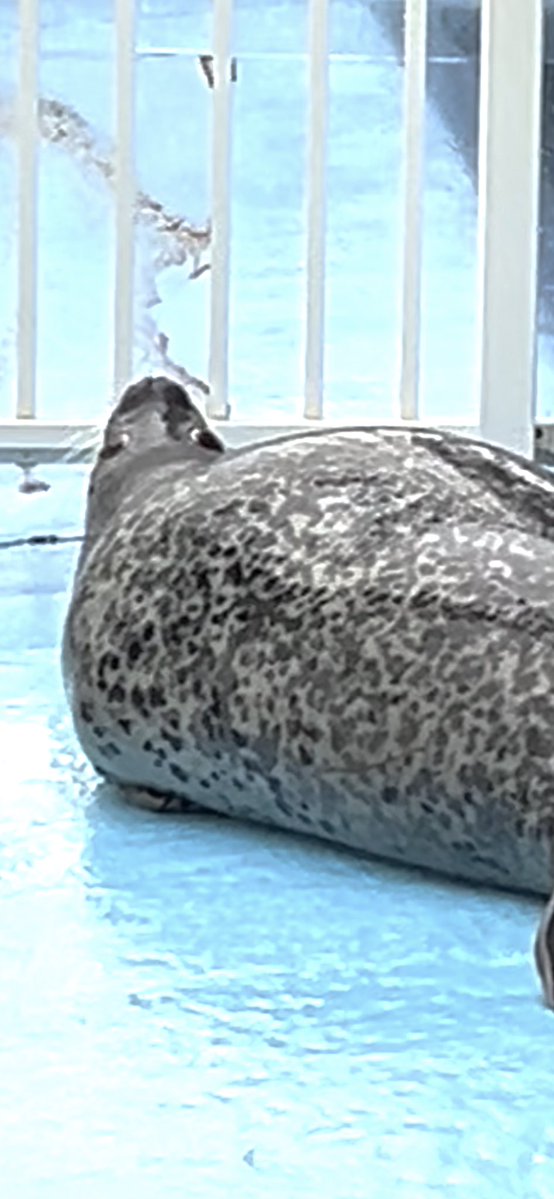 yomoyomoyomogi0's tweet image. シーパラの皆は体重測定でした🦭🦭🦭
初めて見れました！😭
この雨の中飼育員さんもお疲れ様でした…✨️🥲

2025.11.2

#とっかりセンター
#アザラシシーパラダイス
#ゴマフアザラシ
#キョロ